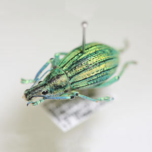 Pinned beetle specimen