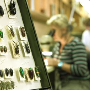 Tray of pinned beetles with a scientist examining specimens through a microscope